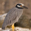 Yellow-crowned Night-Heron